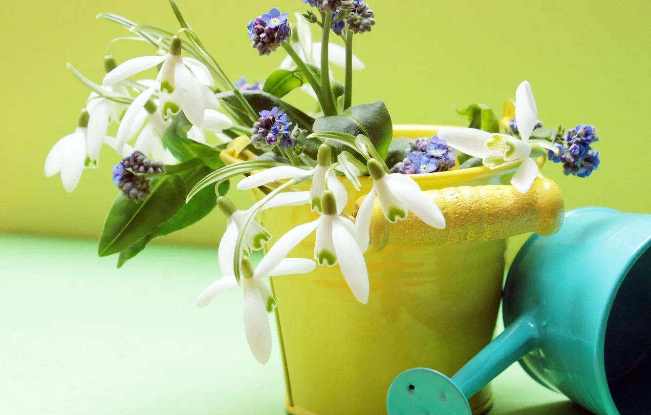 Photo wallpaper flowers, spring, snowdrops, bucket, lake