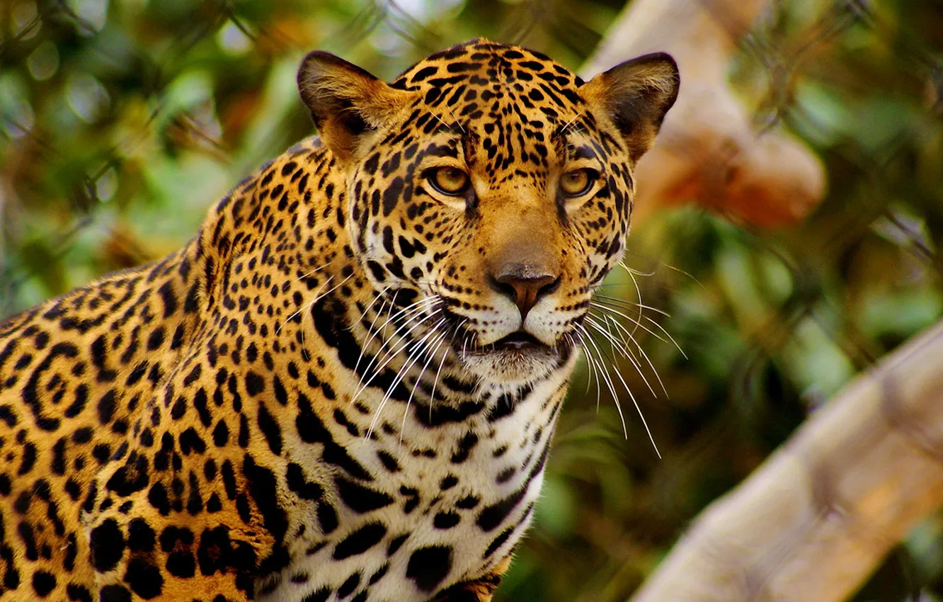 Photo wallpaper mustache, look, face, Jaguar, serious