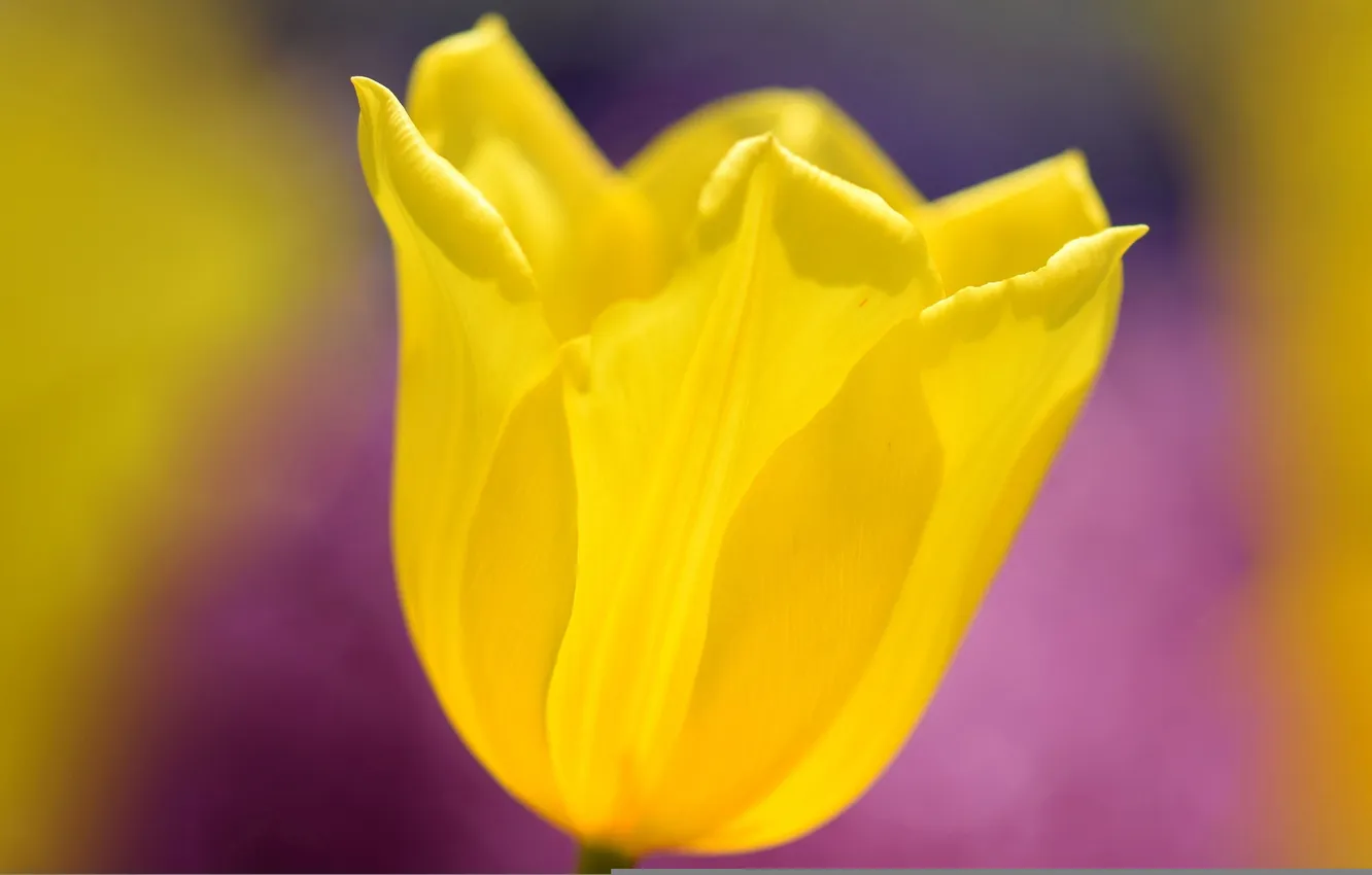 Photo wallpaper flowers, spring, petals, tulips