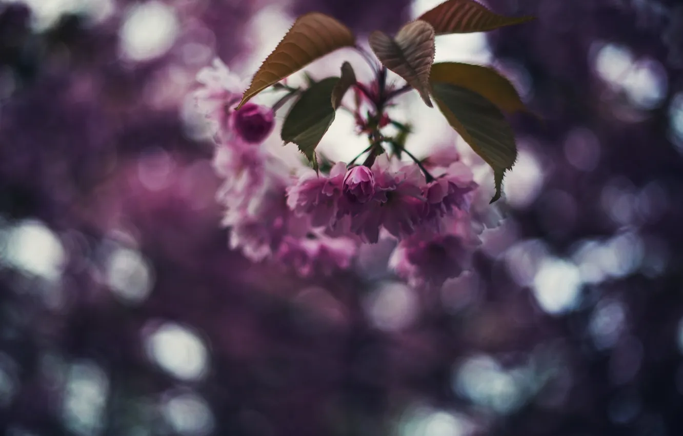 Photo wallpaper trees, flowers, petals, bokeh