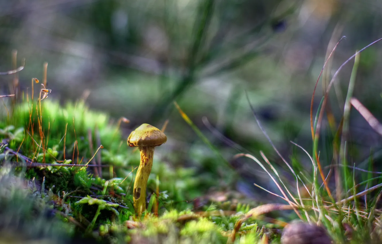Photo wallpaper grass, macro, mushrooms, autumn forest