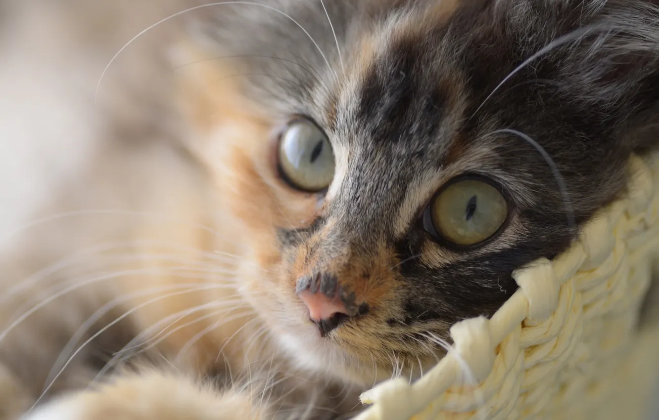 Photo wallpaper look, muzzle, Kote