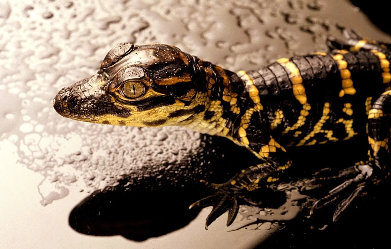Photo wallpaper eyes, drops, crocodile