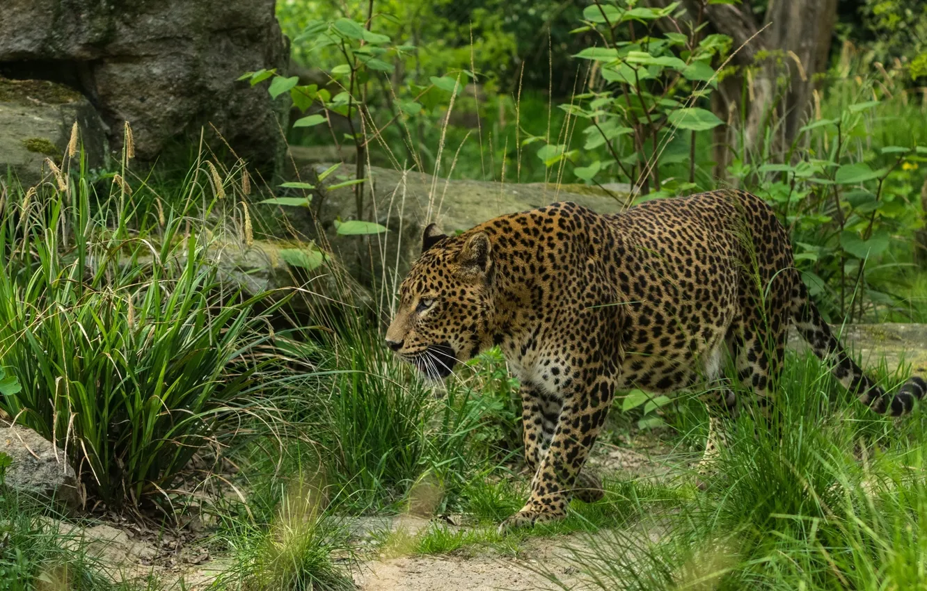 Photo wallpaper thickets, predator, leopard, walk, wild cat