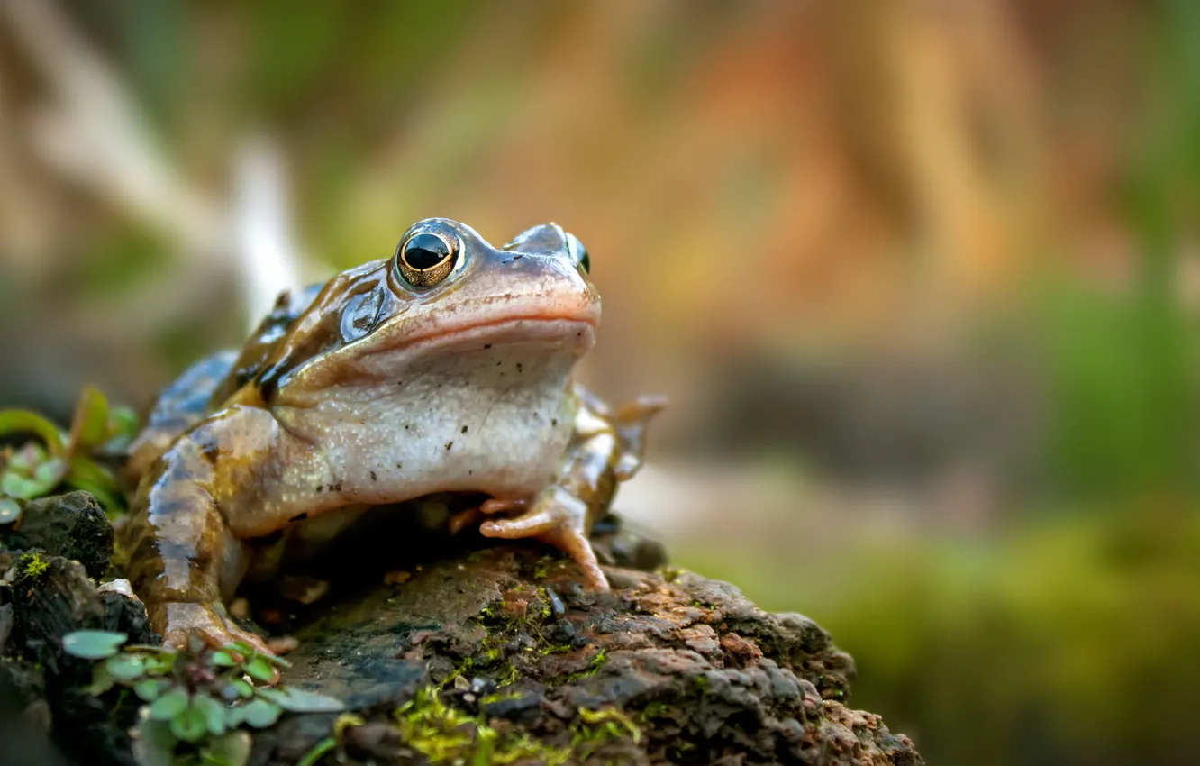 Photo wallpaper nature, background, frog