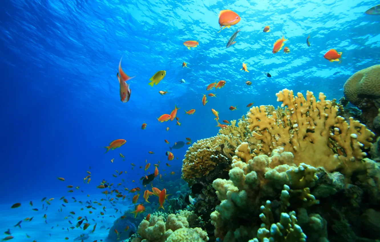 Photo wallpaper sea, fish, reef