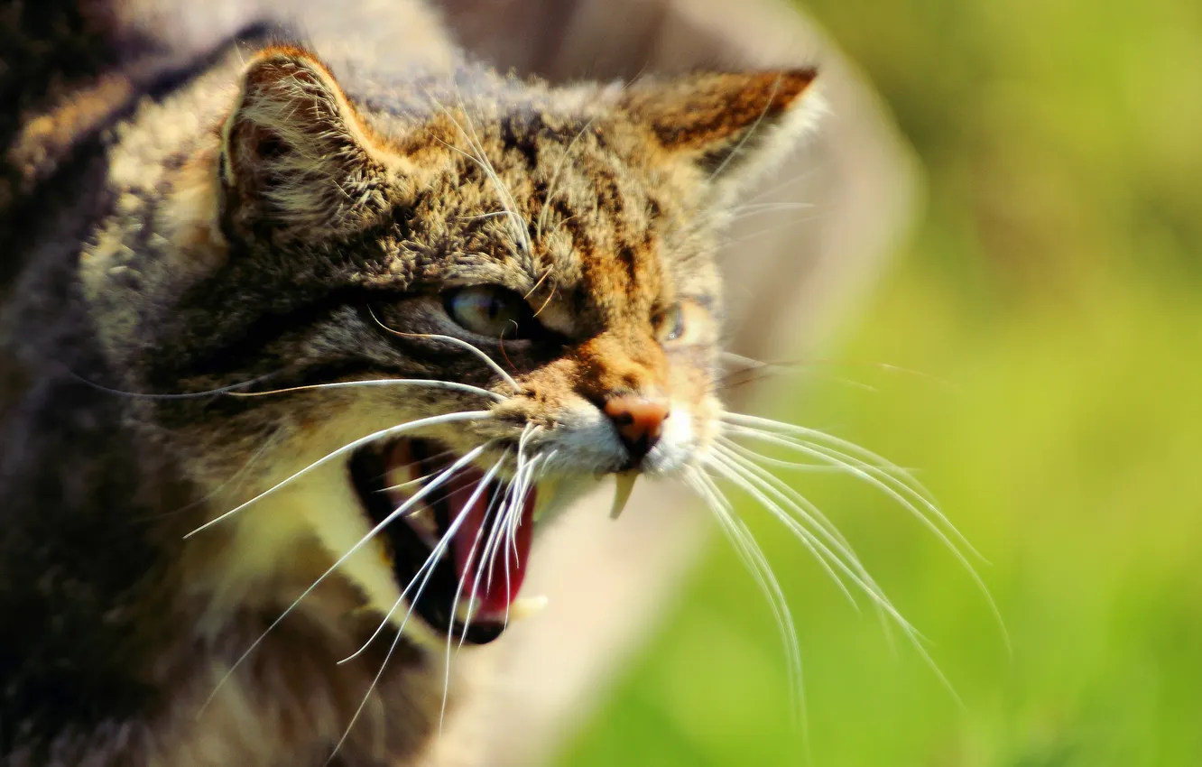 Photo wallpaper face, fangs, wild cat, Scottish, The Scottish Wildcat