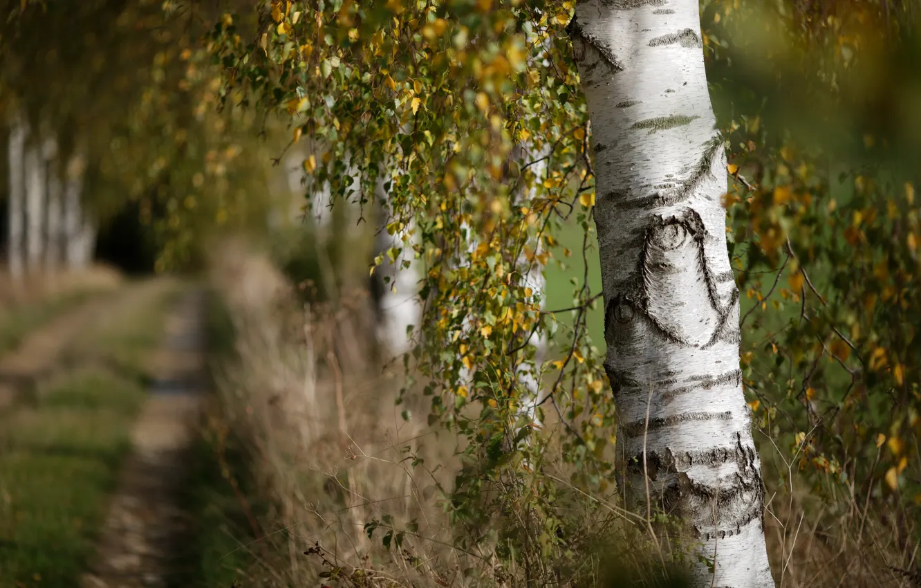 Photo wallpaper autumn, nature, birch