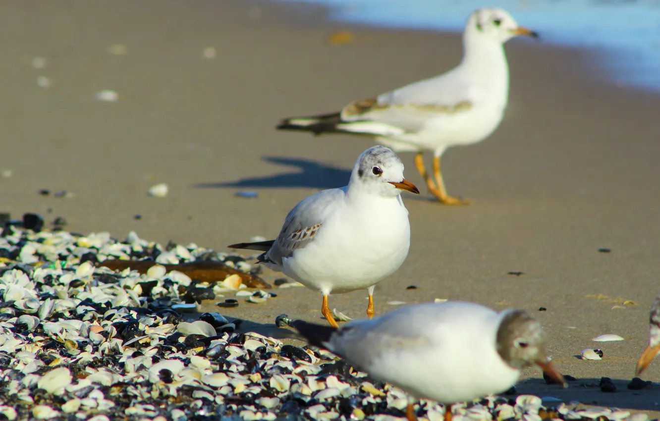 Photo wallpaper beach, bird, seagull
