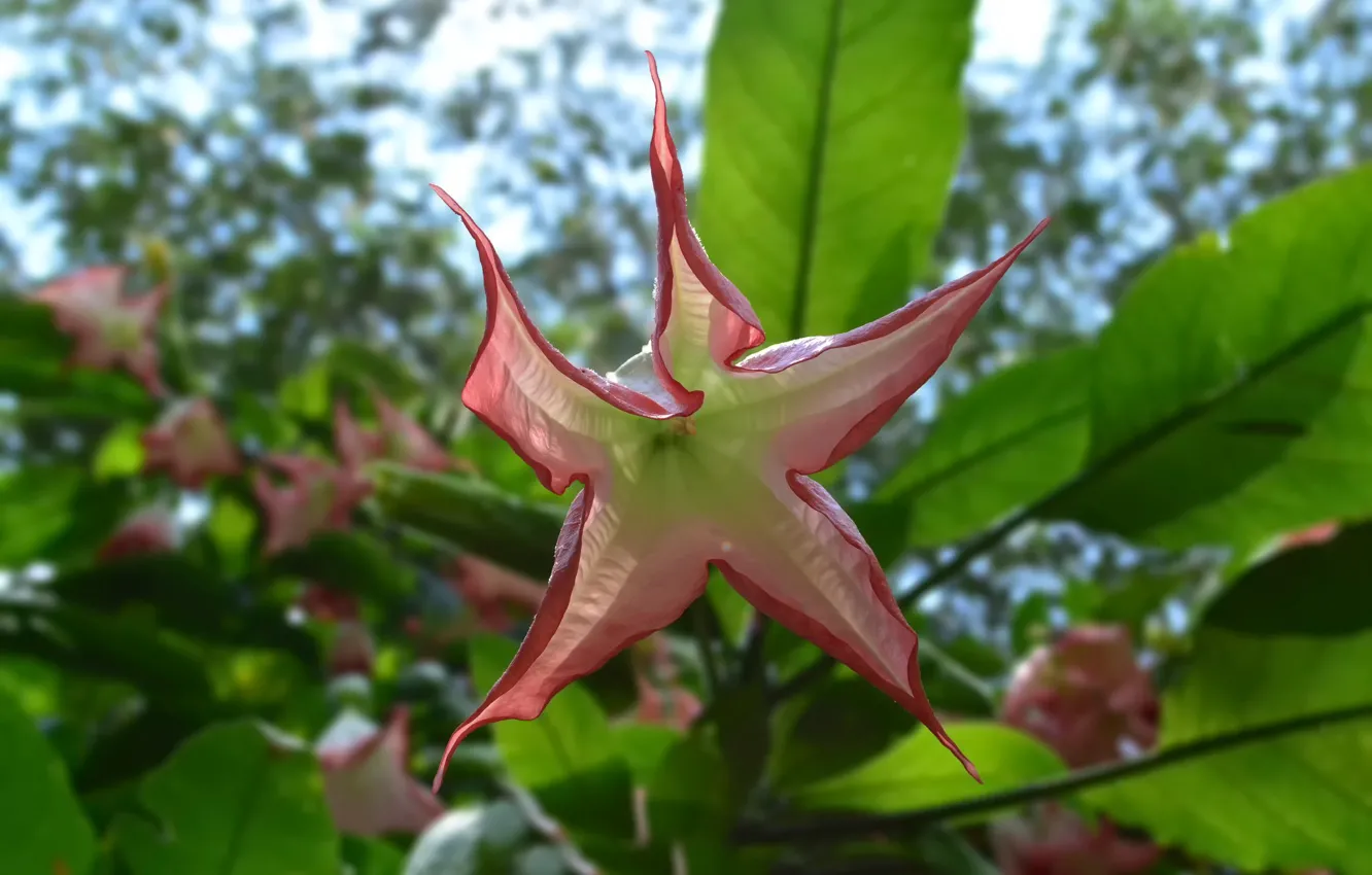Photo wallpaper macro, flowers, background, petals