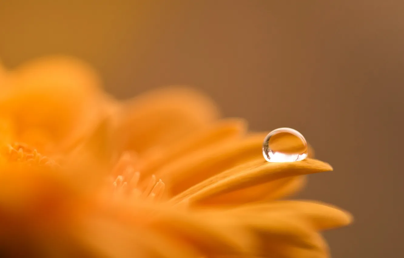 Photo wallpaper drops, macro, flowers, orange, Rosa, gerbera