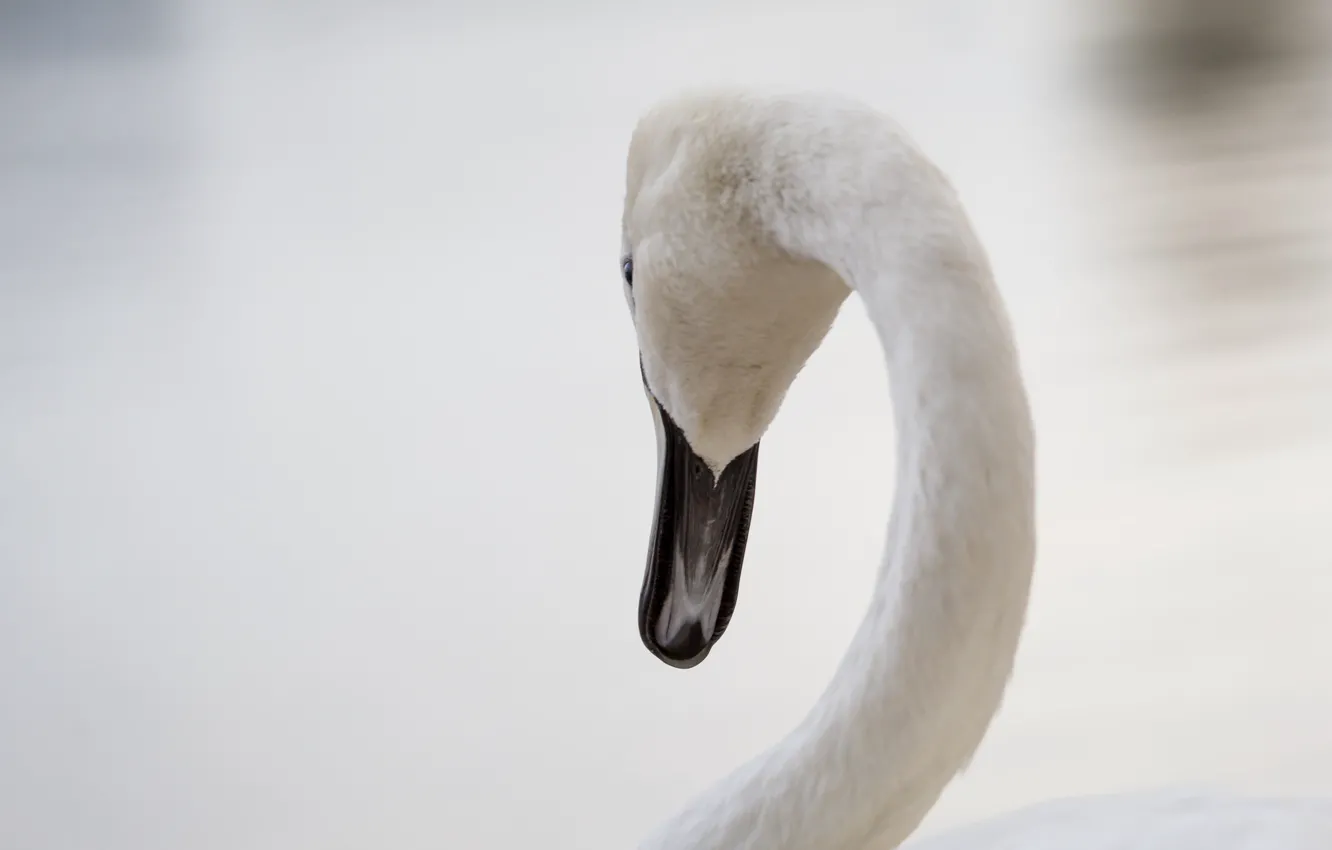 Photo wallpaper white, bird, beak, grace, Swan, neck