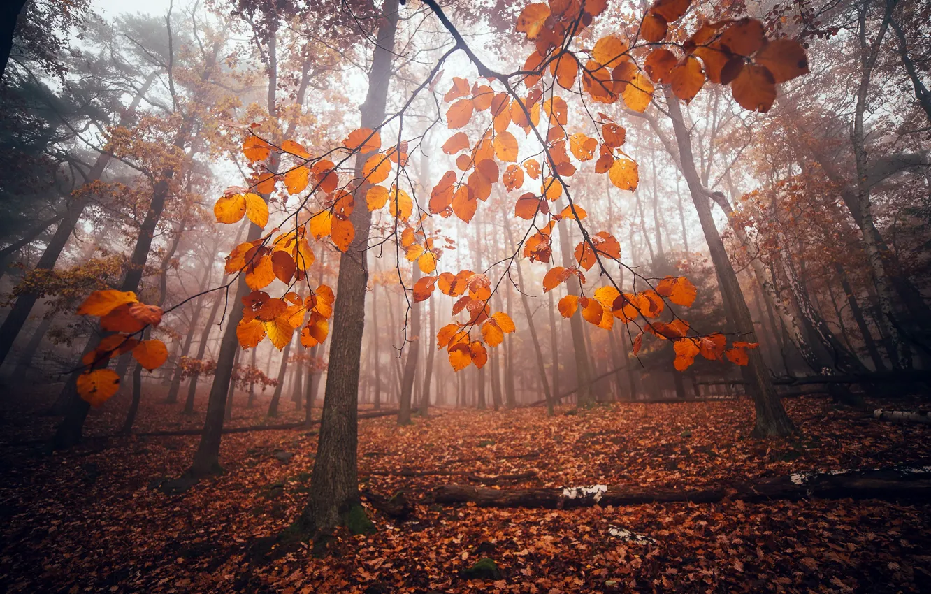 Photo wallpaper autumn, forest, nature