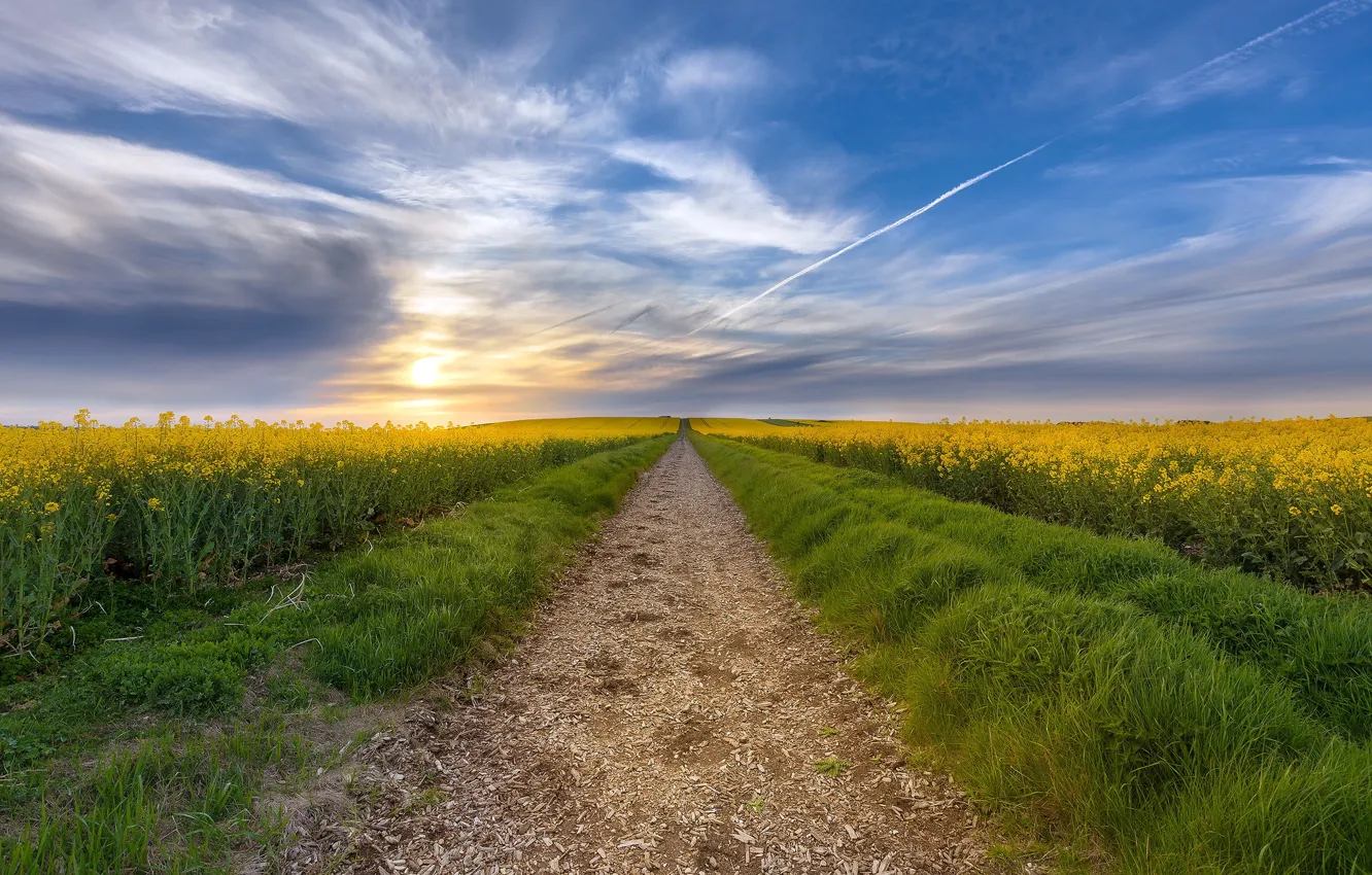 Photo wallpaper field, summer, rape