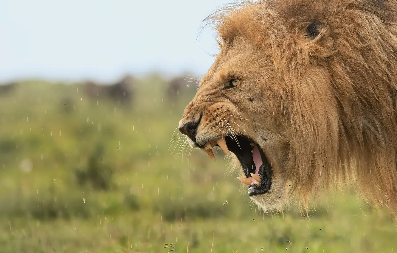 Photo wallpaper face, rain, Leo, mane, the king of beasts, fangs, grin, profile