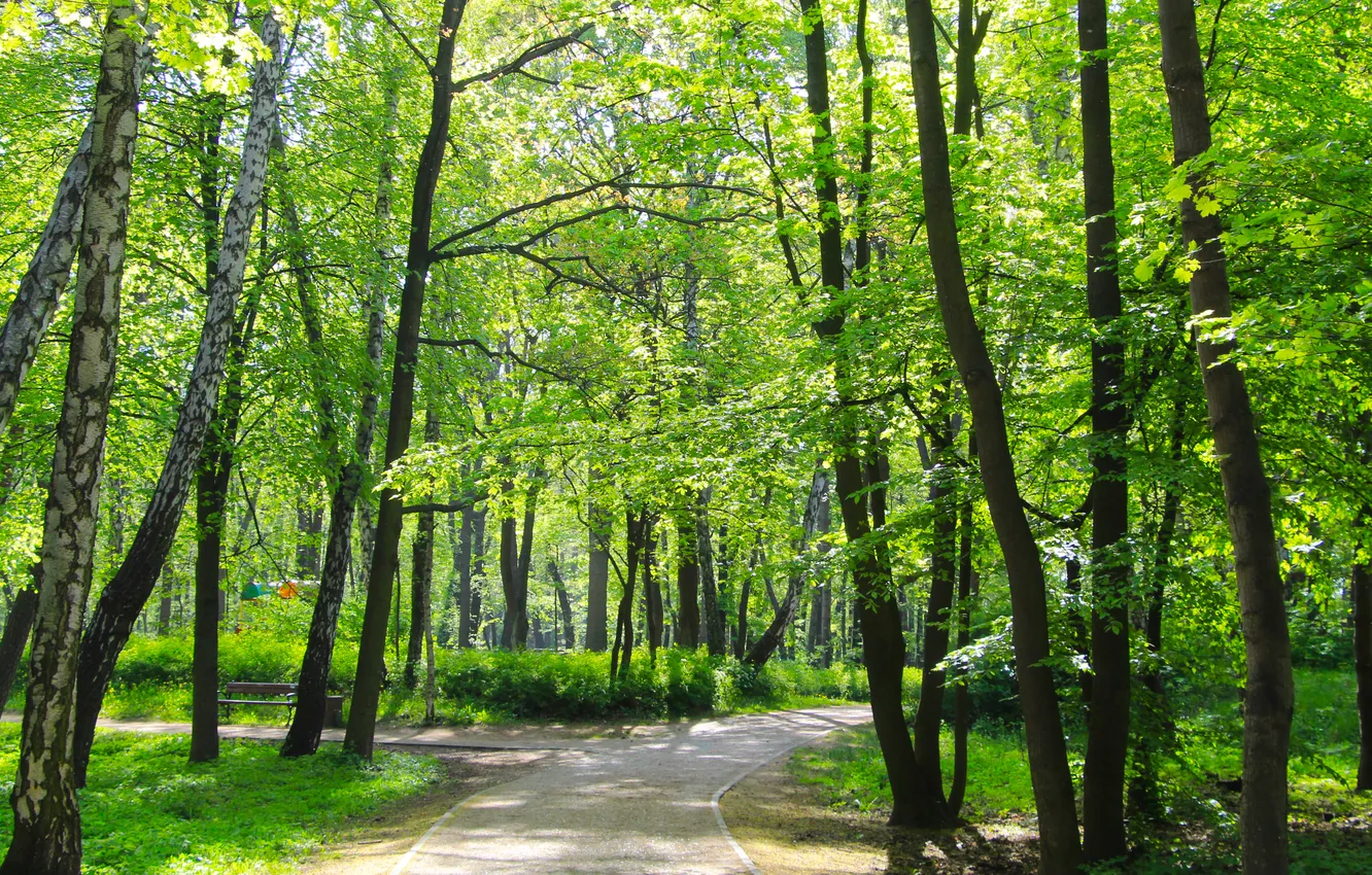 Photo wallpaper park, spring, alley