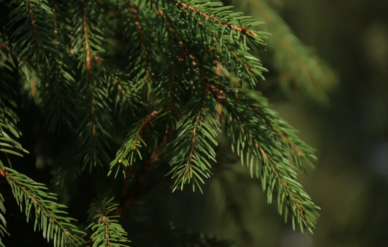 Photo wallpaper trees, branches, nature, spruce