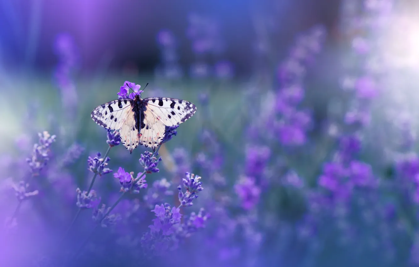 Photo wallpaper macro, flowers, nature, butterfly