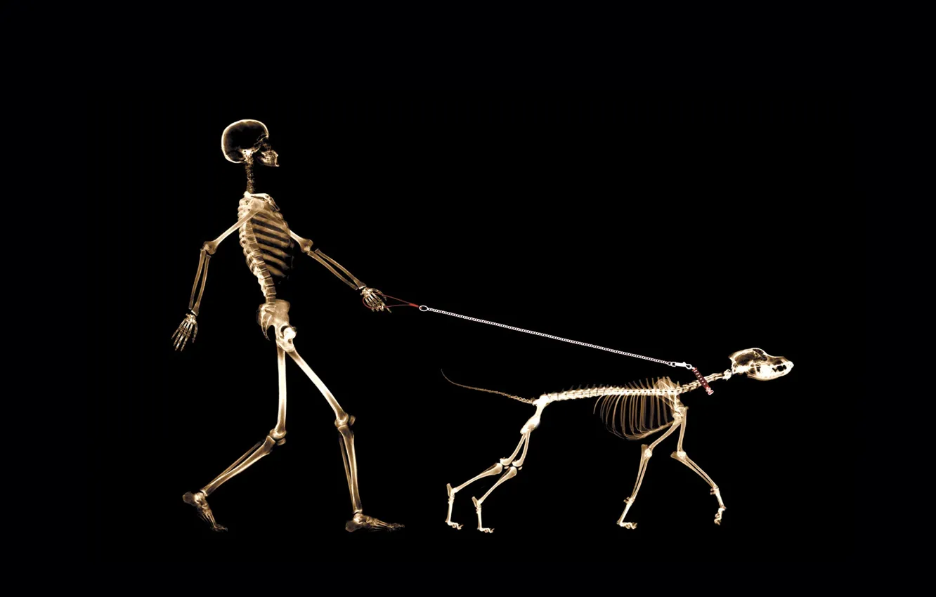 Photo wallpaper people, dog, leash, x-ray