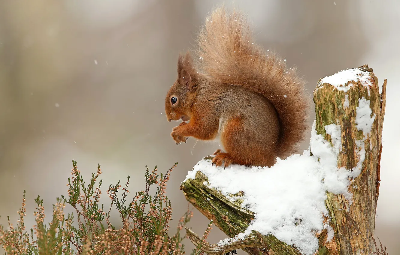 Photo wallpaper snow, protein, snag, pussy, rodent