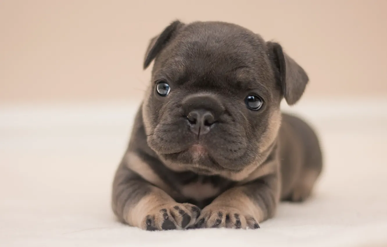 Photo wallpaper look, dog, puppy