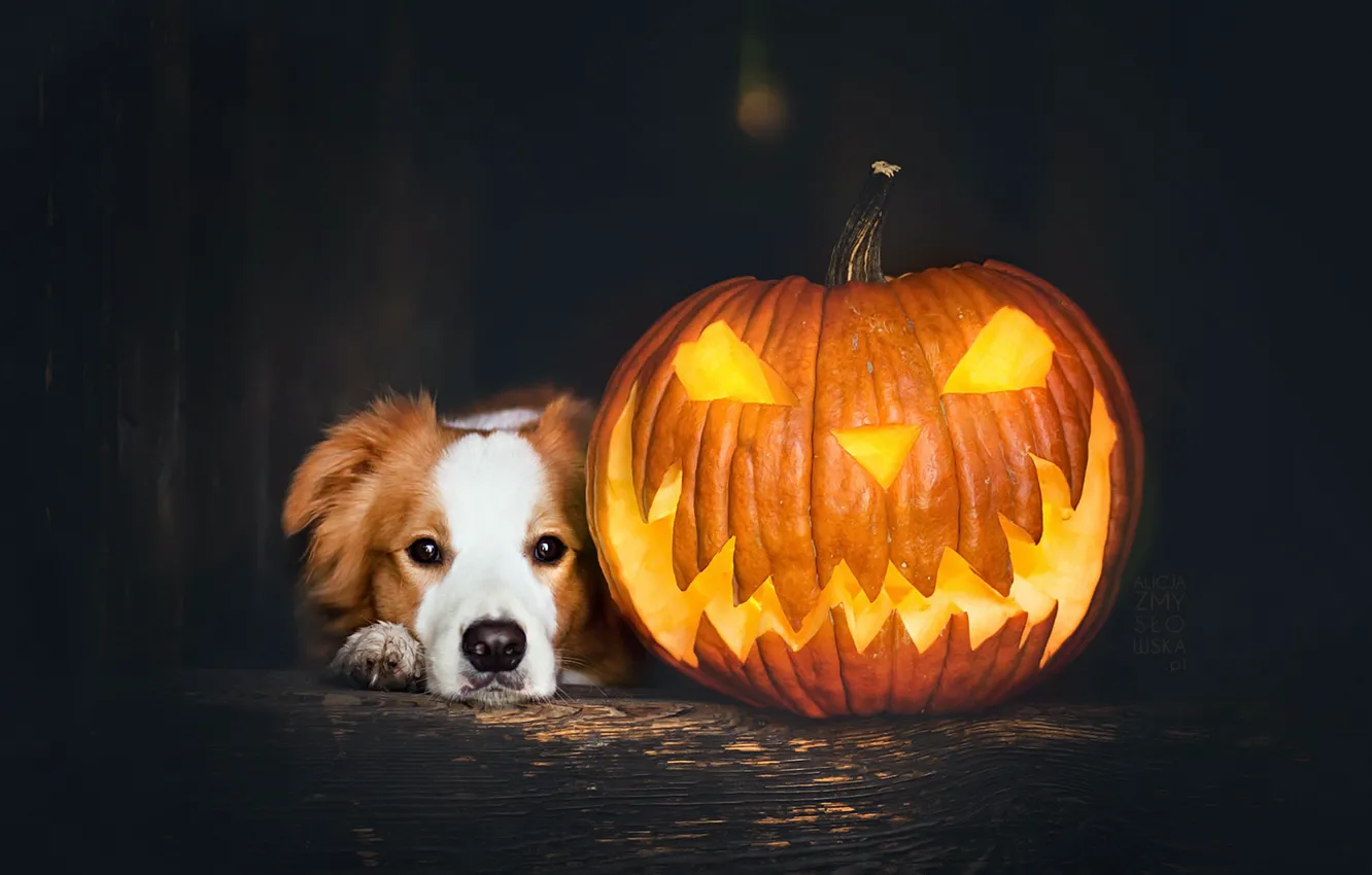 Photo wallpaper holiday, dog, pumpkin
