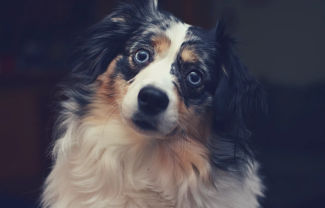 Photo wallpaper look, each, dog