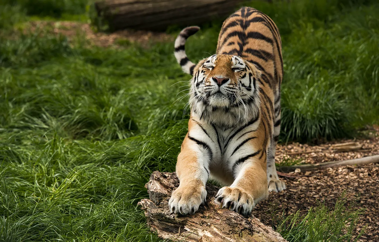 Photo wallpaper grass, wood, tiger, lazy
