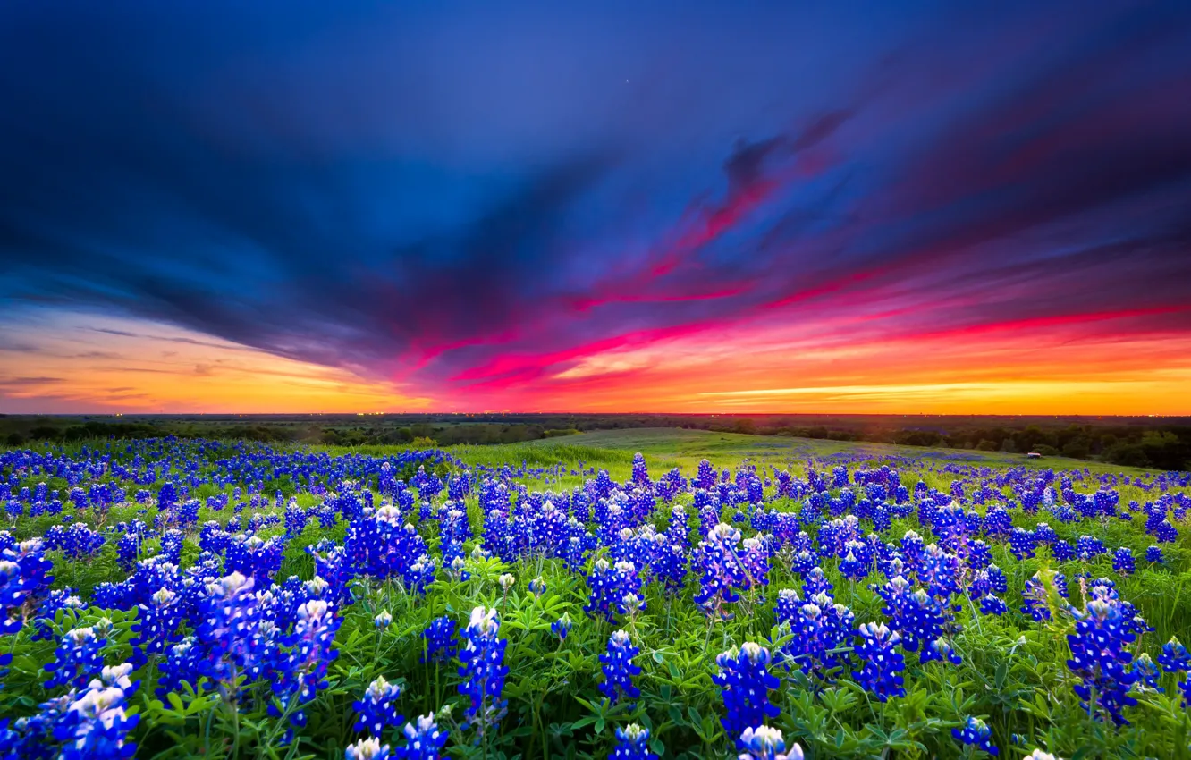 Photo wallpaper field, summer, the sky, clouds, sunset, flowers, blue, glade