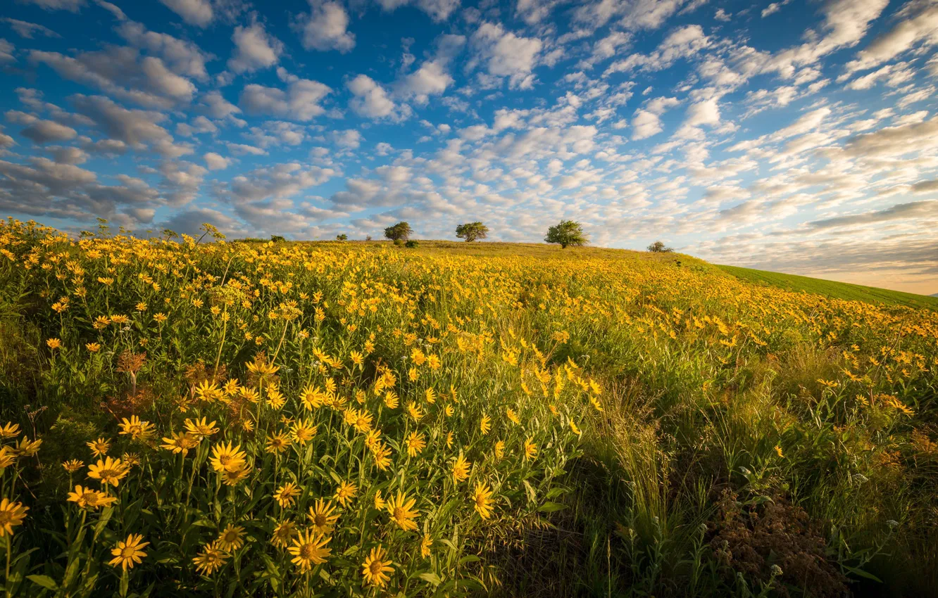 Photo wallpaper field, clouds, flowers, yellow, meadow