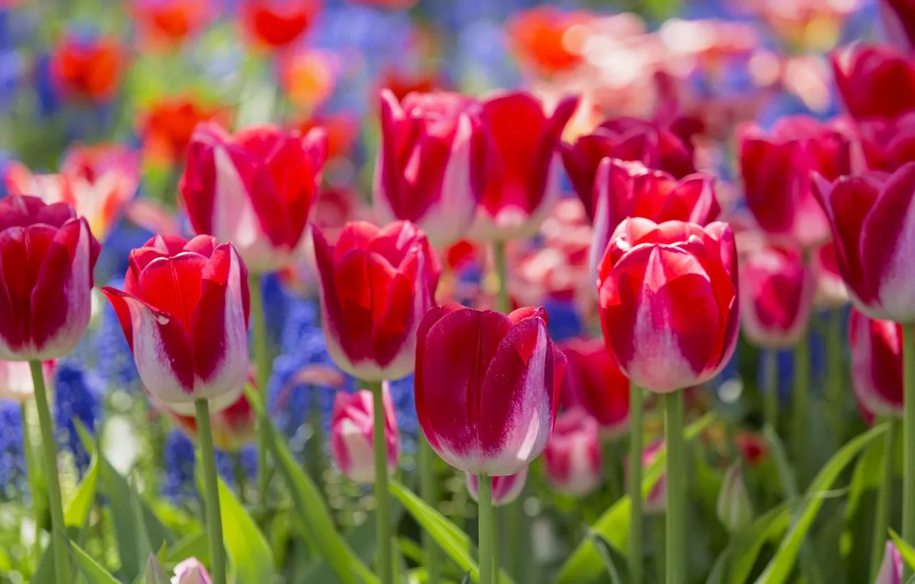 Photo wallpaper macro, bright, tulips, buds