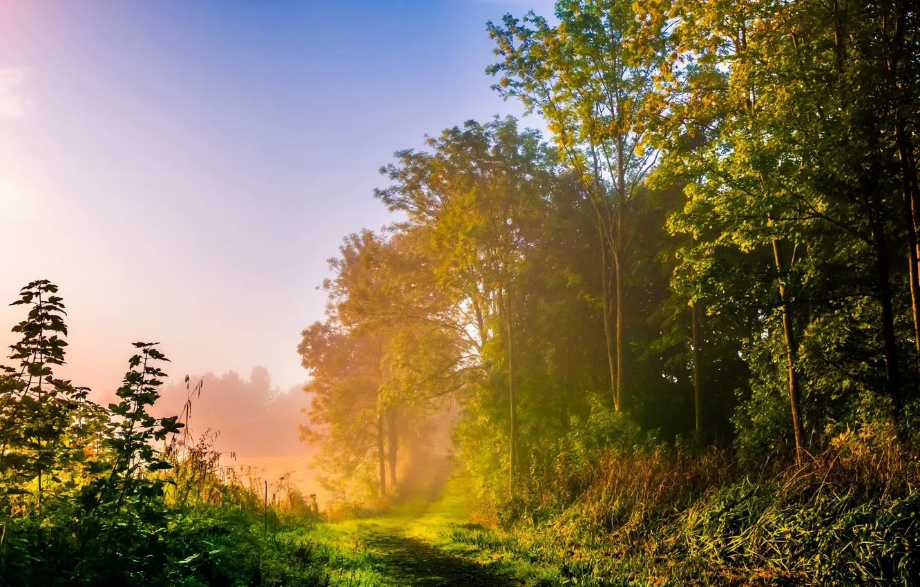 Photo wallpaper road, forest, summer, fog, morning