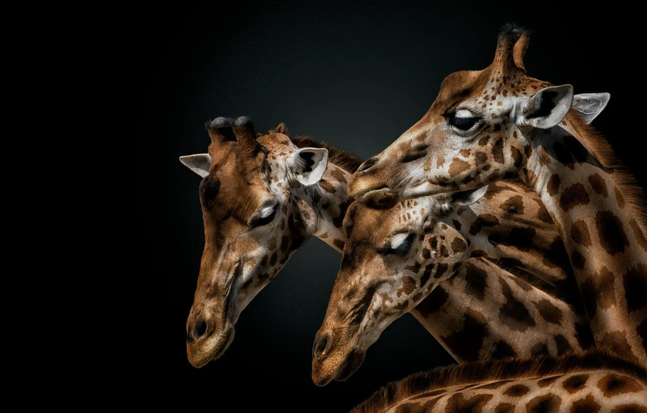 Photo wallpaper portrait, giraffe, giraffes, black background, trio, muzzle, three giraffes