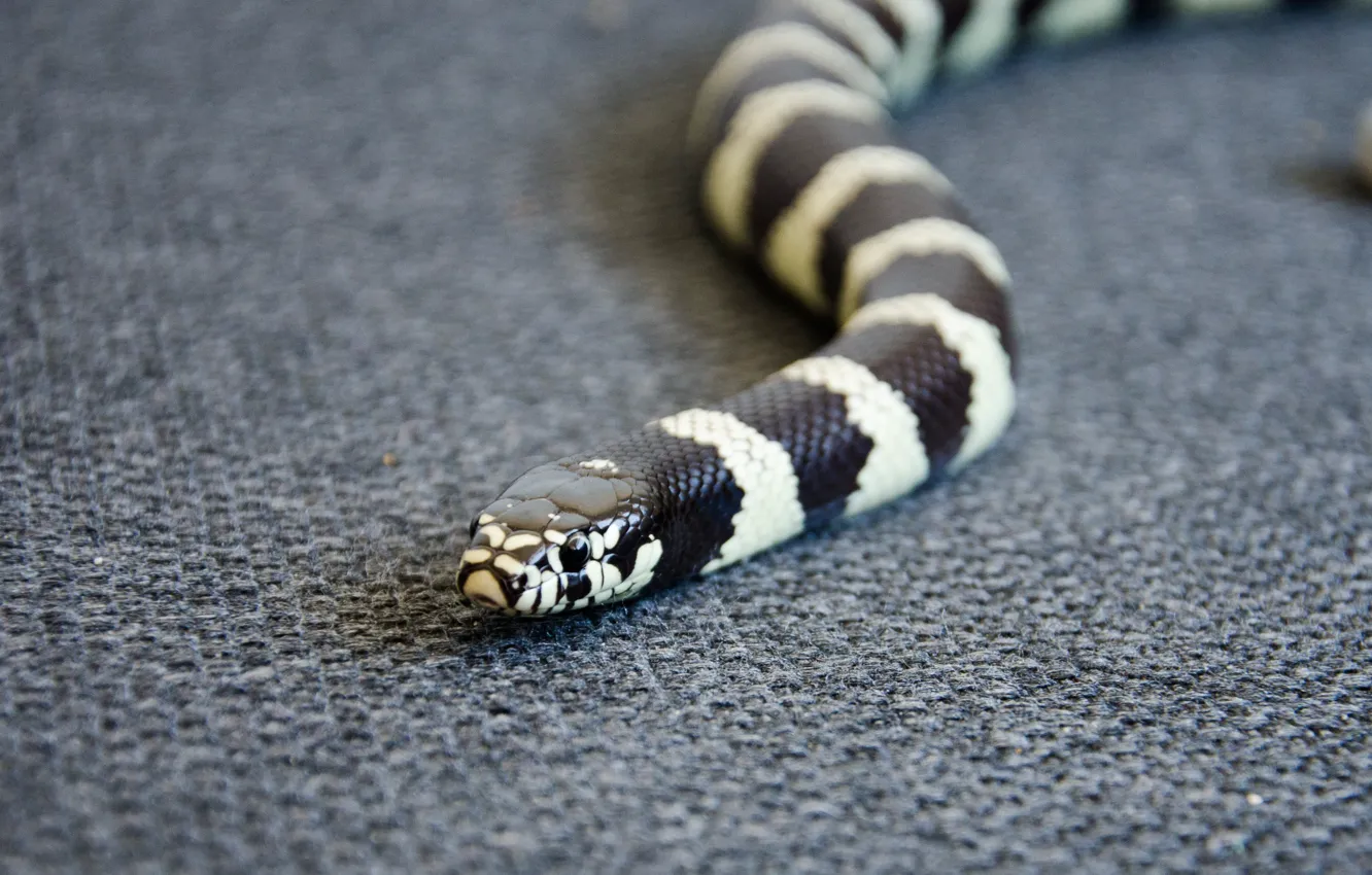 Photo wallpaper head, Snake, color, reptile