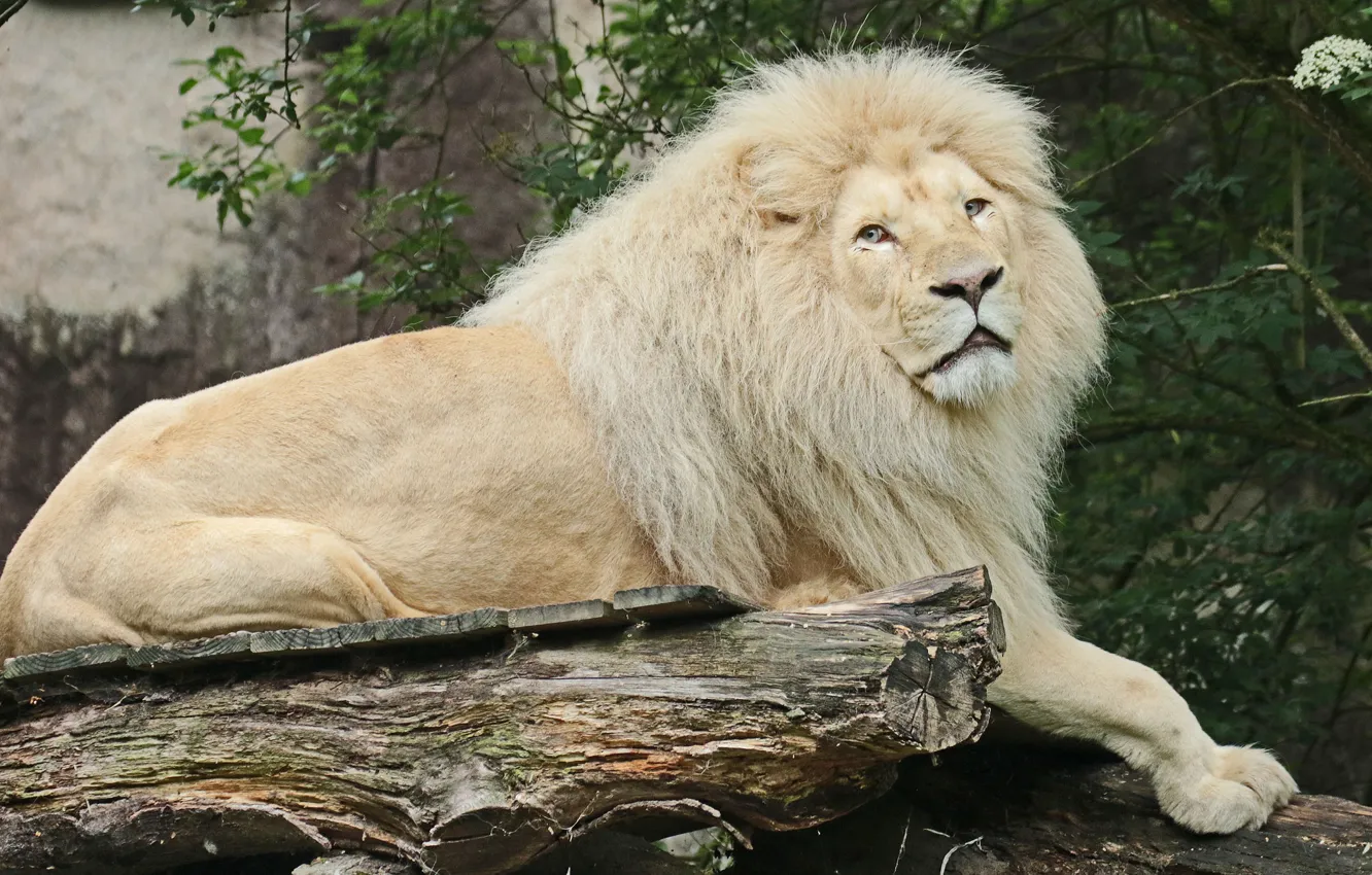 Photo wallpaper white, Leo, mane, African, albino
