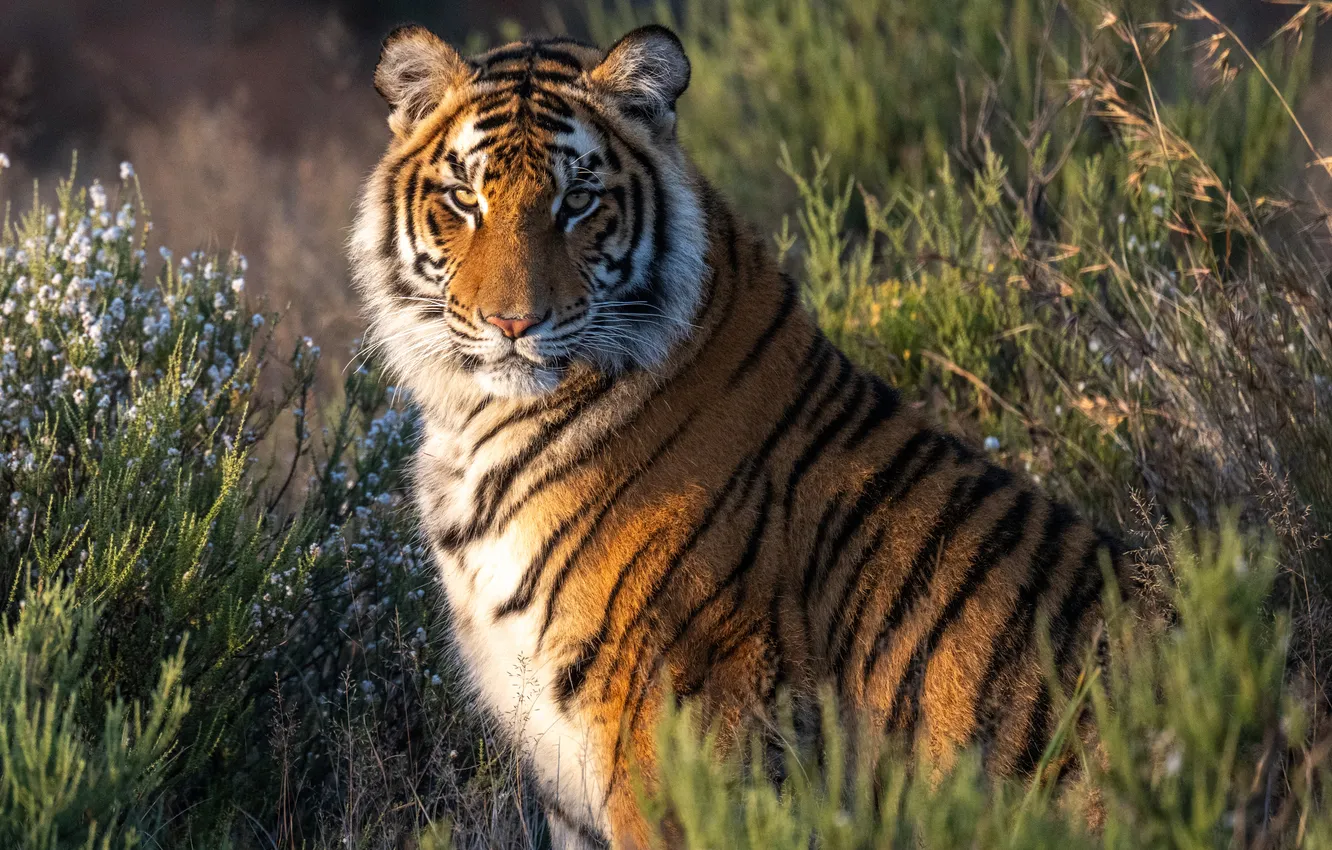 Photo wallpaper grass, look, face, tiger, predator, wild cat, Alexei Suloev
