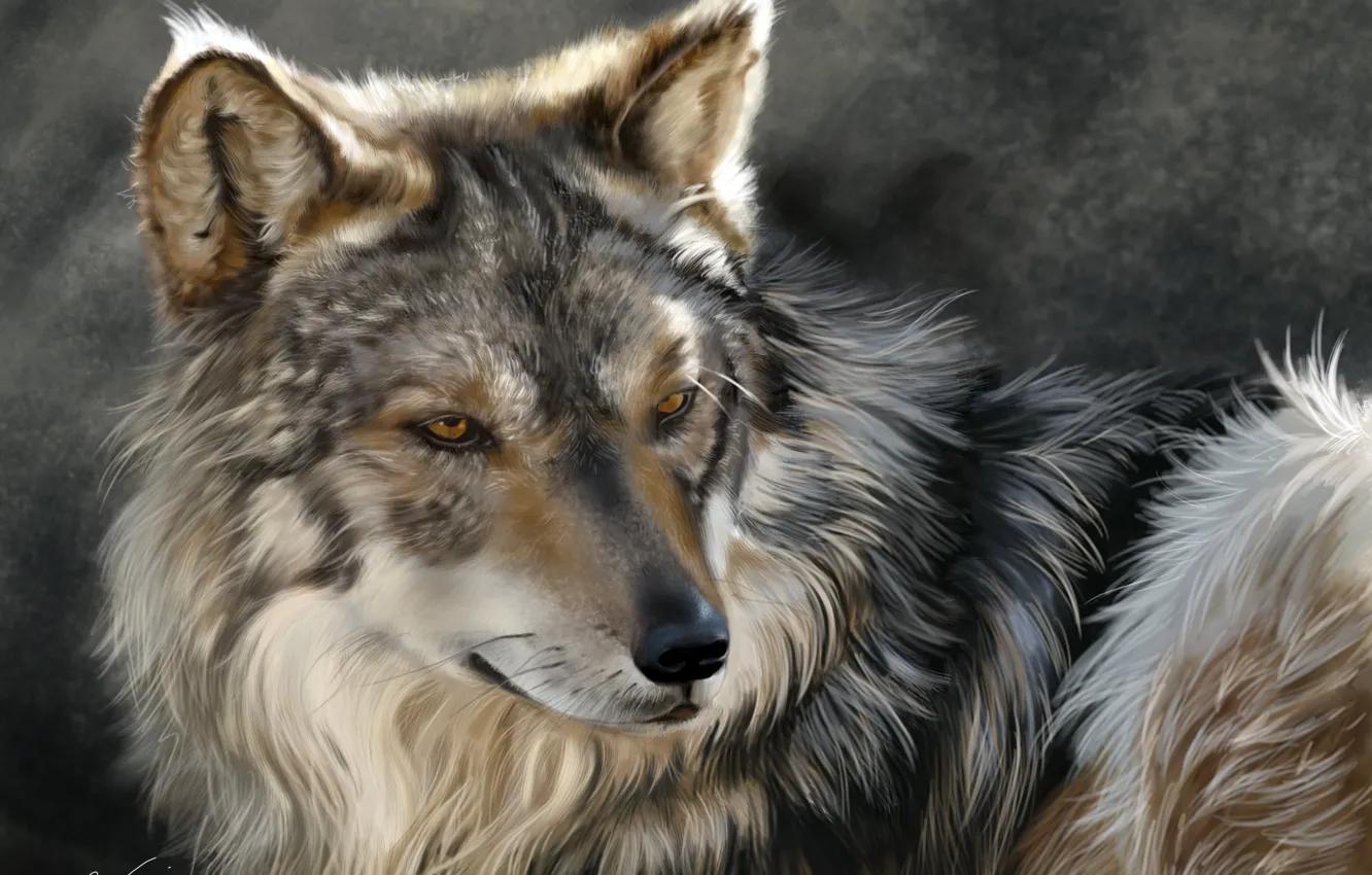 Photo wallpaper face, wolf, predator, art