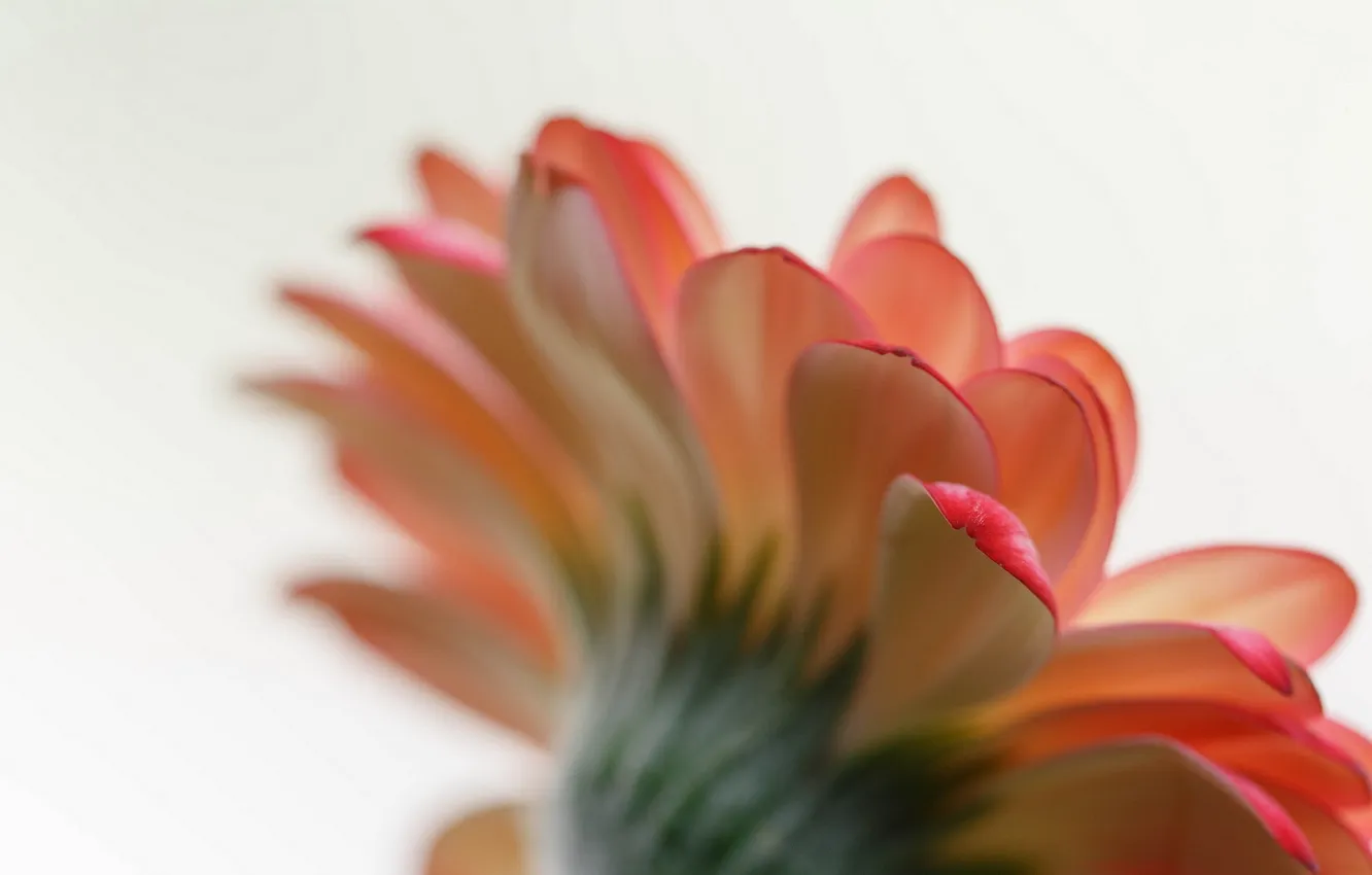 Photo wallpaper flower, macro, gerbera