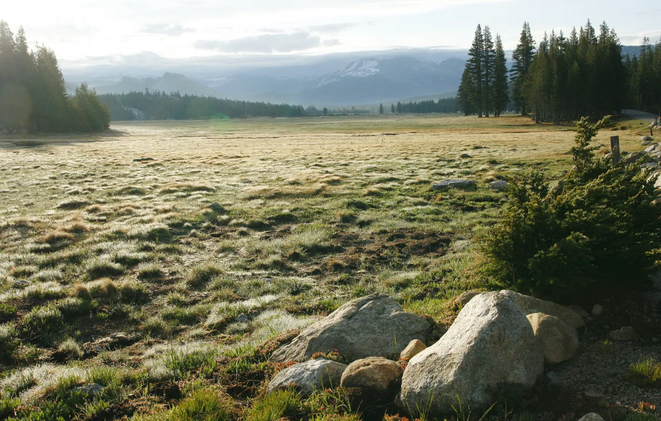 Photo wallpaper field, forest, mountains, nature, valley