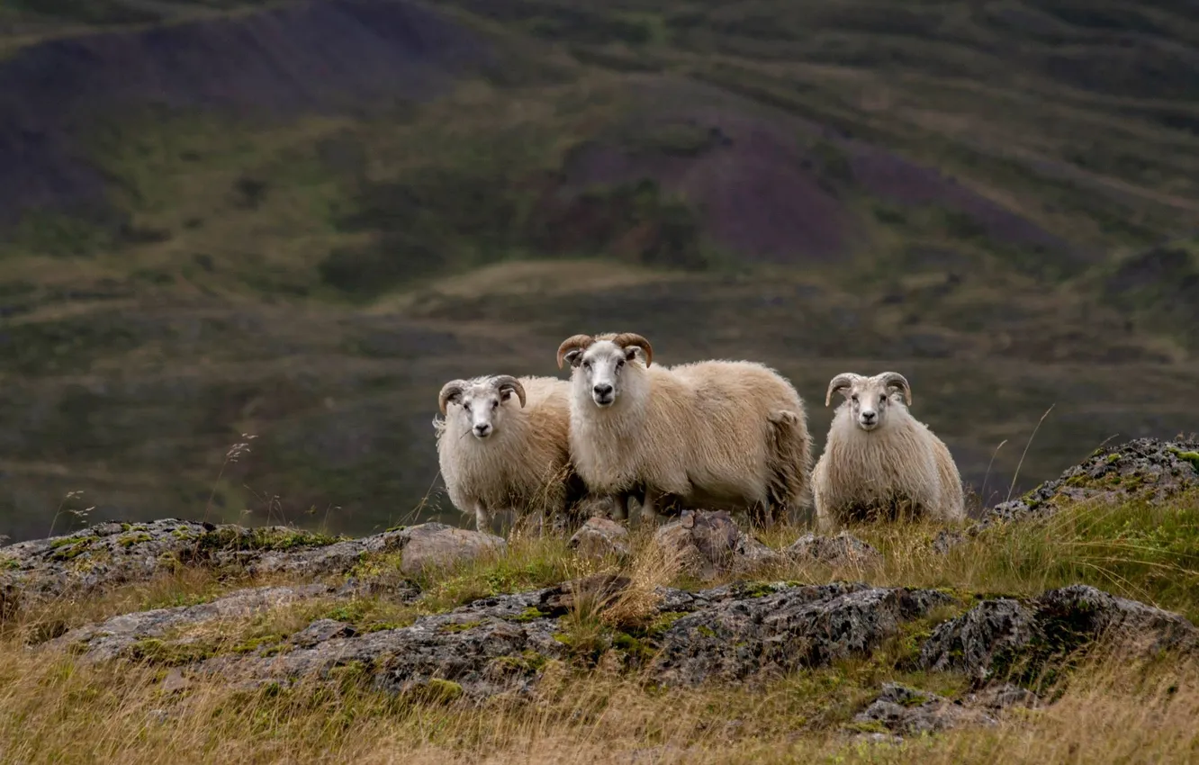Photo wallpaper hill, Iceland, sheep
