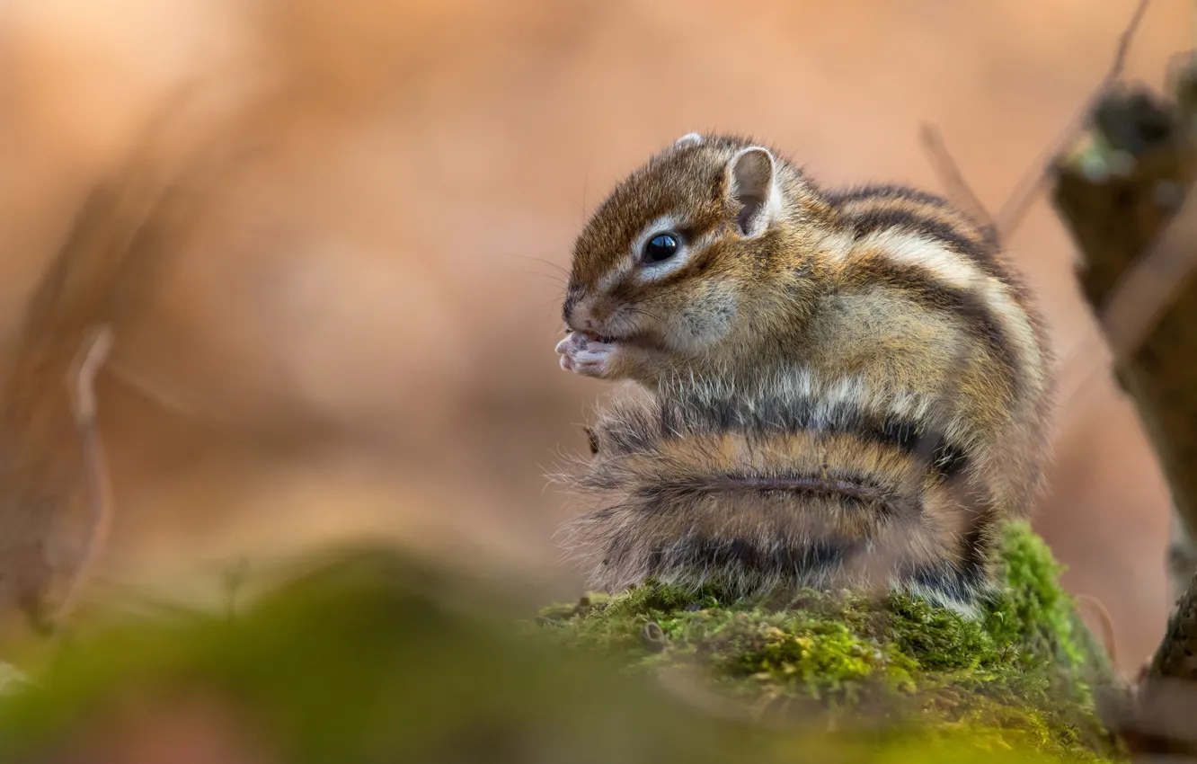 Photo wallpaper Chipmunk, bokeh, rodent