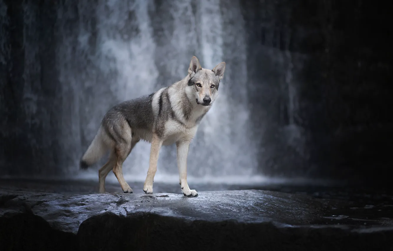 Photo wallpaper waterfall, dog, Czechoslovakian, Wolfdog, The Czechoslovakian Wolfdog