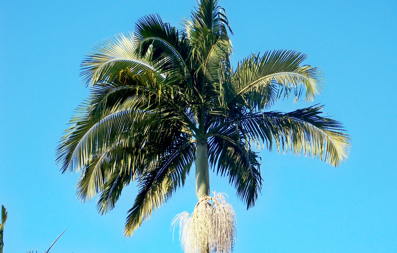 Photo wallpaper Brazil, Ubatuba, Jussara Palm (Euterpe edulis)