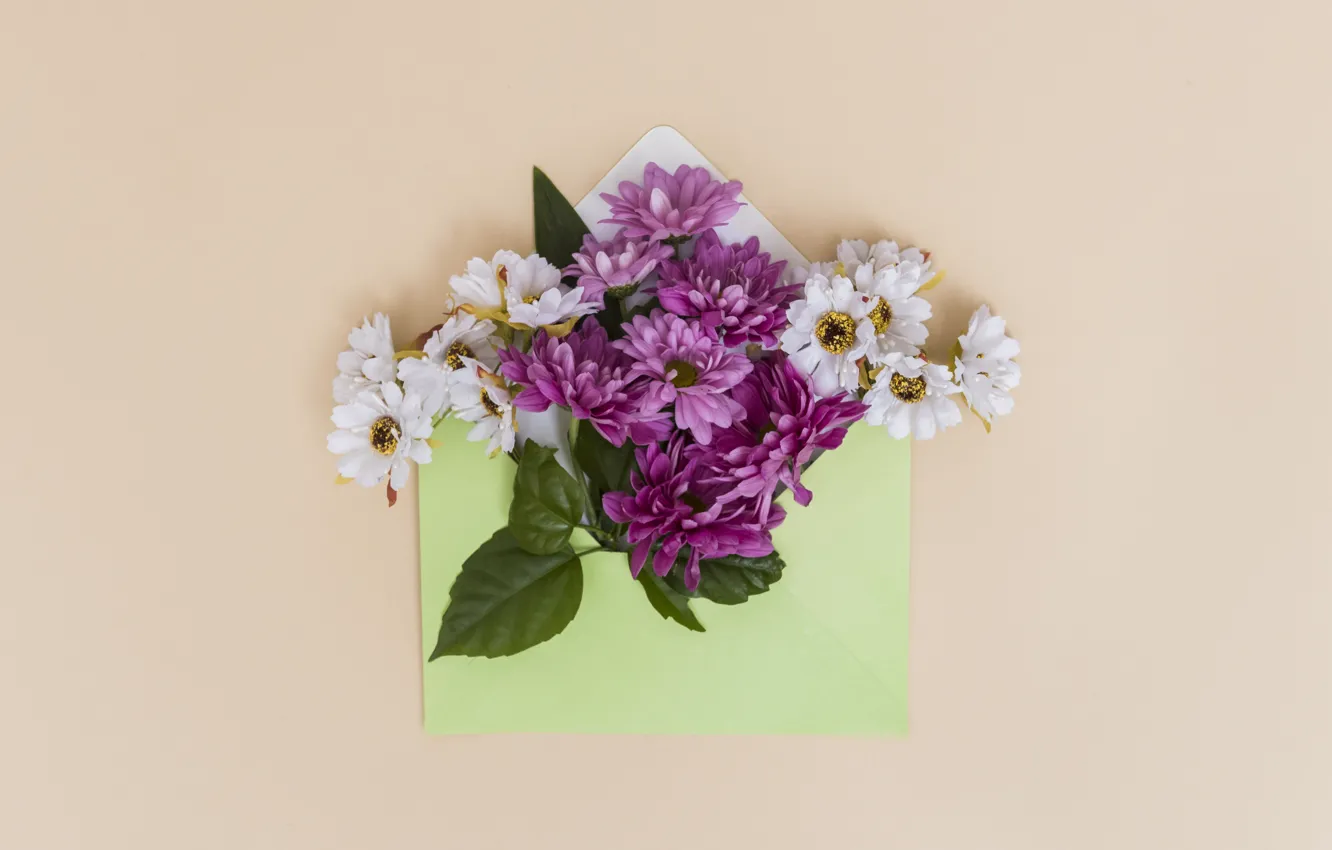 Photo wallpaper Flowers, chrysanthemum, Composition, The envelope