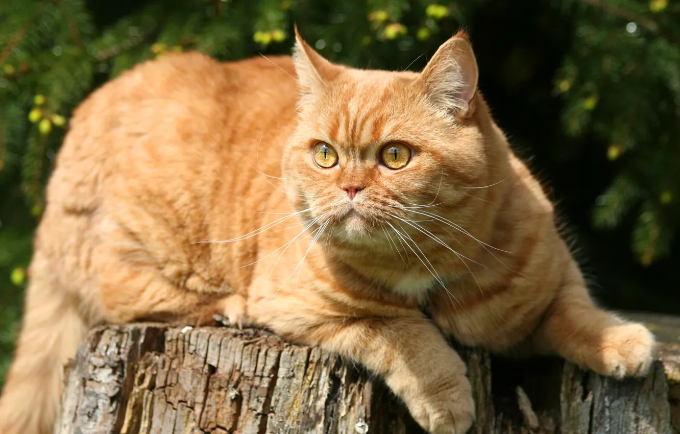 Photo wallpaper cat, cat, nature, pose, stump, red, lies, mordaha