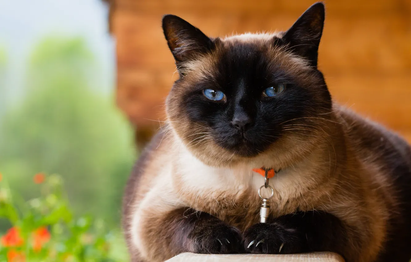 Photo wallpaper cat, cat, face, nature, background, portrait, collar, blue eyes