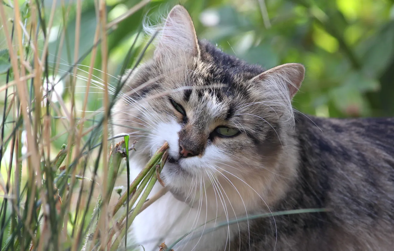 Photo wallpaper cat, grass, cat, face