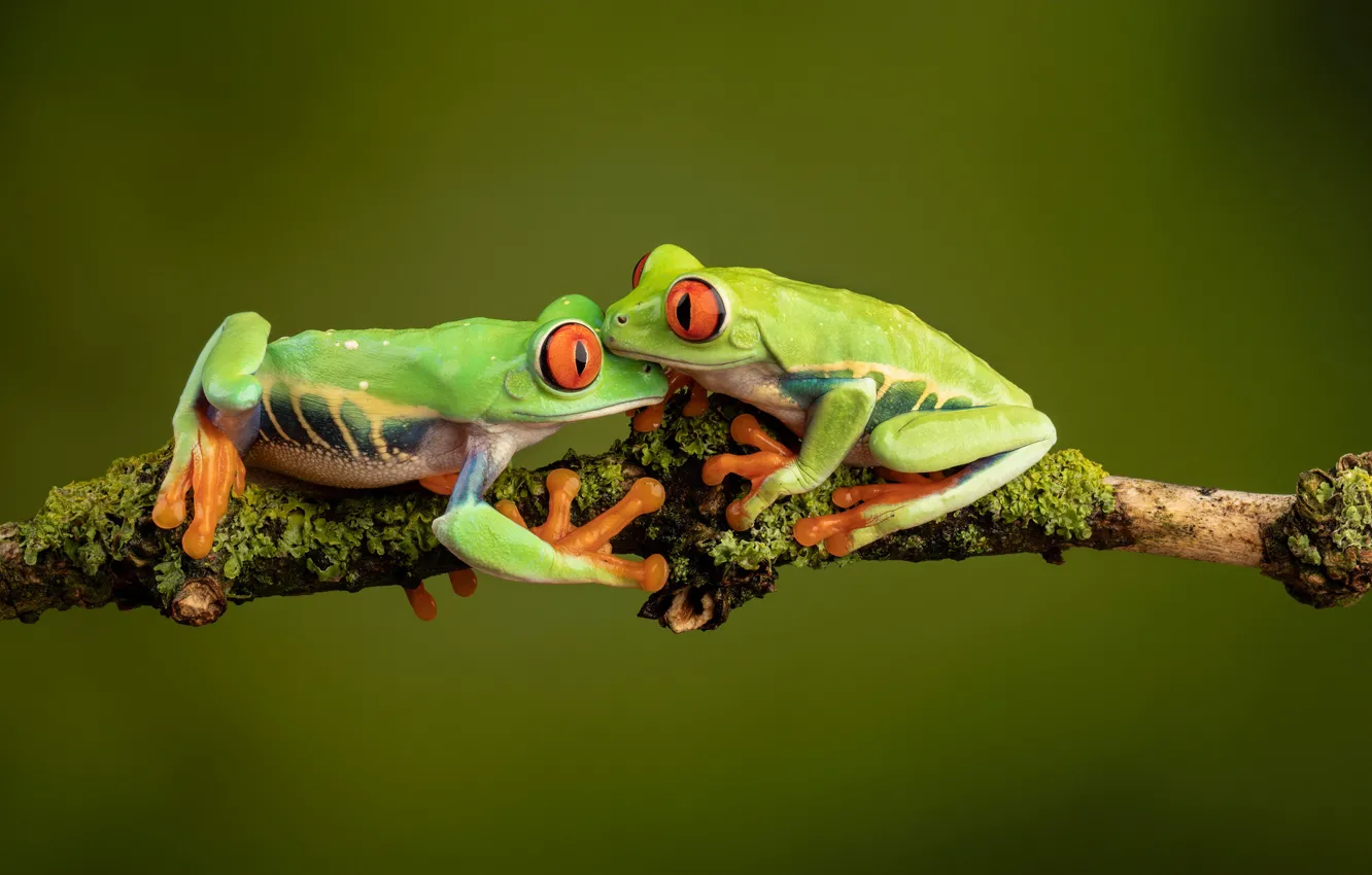 Photo wallpaper two, branch, green, pair, frogs, red-eyed tree frog, tree frogs, red-eyed
