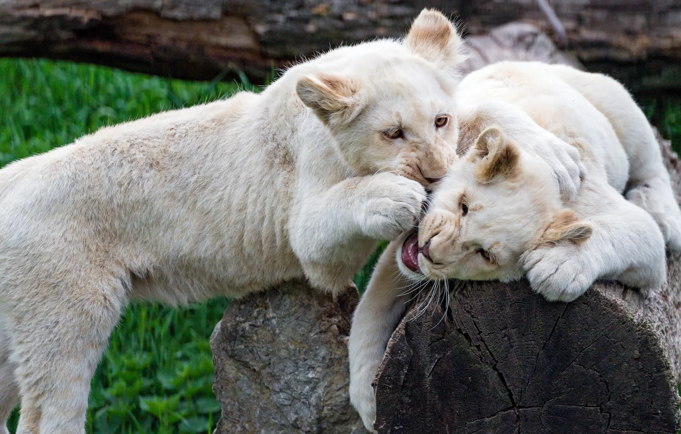 Photo wallpaper the game, pair, white, lions, the cubs