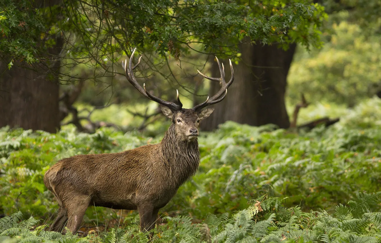 Photo wallpaper forest, deer, male